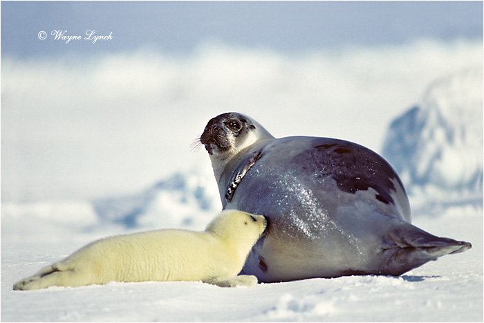 Nursing Harp Seal & Pup 124 by Dr. Wayne Lynch &copy;